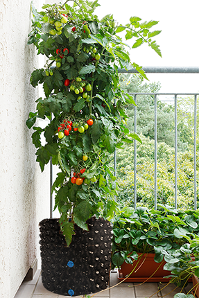 Oxygenated Growth Pots
